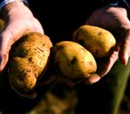 Mayan Queen potatoes